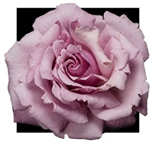 Memorial Day Hybrid Tea Rose (Gemini Upscale)